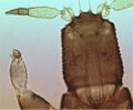 Thumbnail for version as of 00:47, 22 March 2013