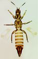 Thumbnail for version as of 00:31, 25 March 2013