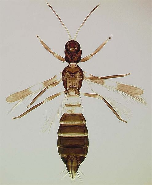 File:FrOrizabFem cleaned.jpg