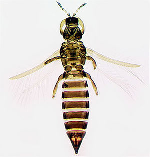 Microcephalothripoides abdominalis.jpg
