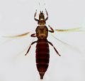 Thumbnail for version as of 02:01, 26 March 2013