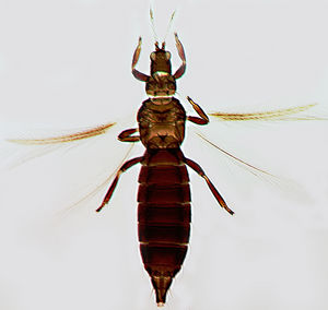 CtenoBridwilFull2.jpg