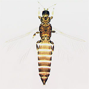 Tenothrips frici.jpg