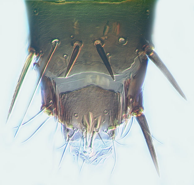 File:Frankliniella insularis male.jpg