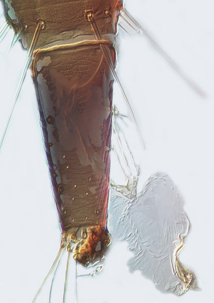 File:Dolichothrips reuteri Genitalia.jpg