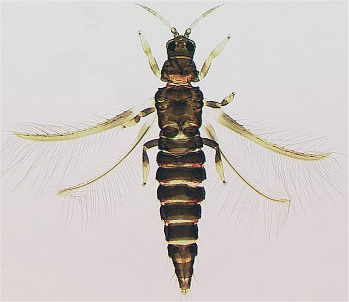 File:EchinAmerFull.jpg