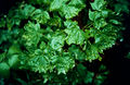 Thumbnail for version as of 22:34, 18 March 2013