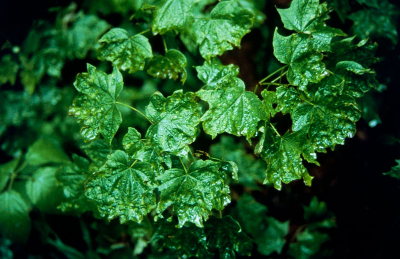 File:SugarMapleLeafDamage-1-.jpg