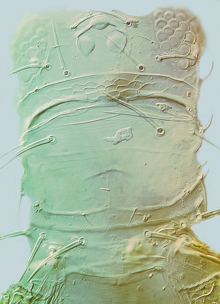 File:Zaniothrips male head and pronotum.jpg