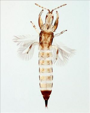 Asemothrips picturatus.jpg