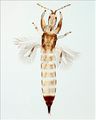 Asemothrips picturatus.jpg