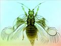 Arachisothrips millsi.jpg