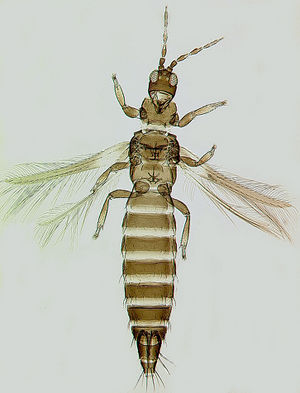 DichromoSmithi.jpg