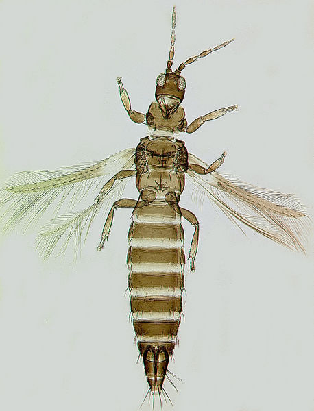 File:DichromoSmithi.jpg