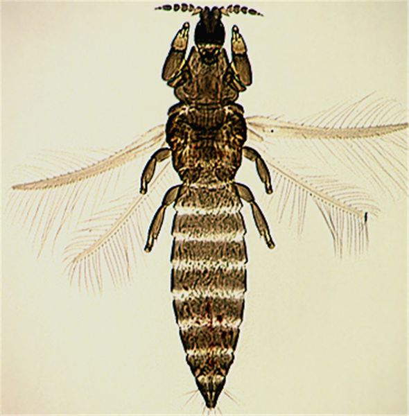 File:Aroramexfull cleaned.jpg