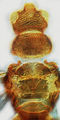 Astrothrips aureolus head and metanotum.jpg