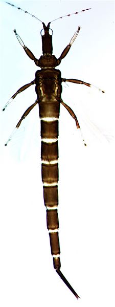 File:GigantoFull.jpg