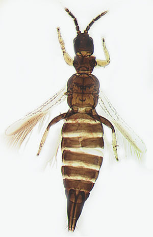 Indothrips bhushani.jpg