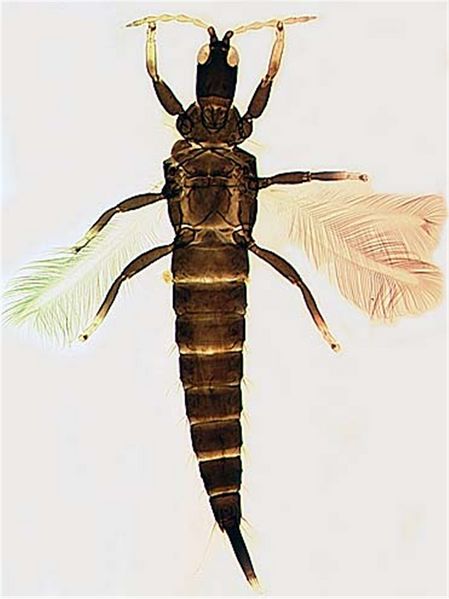 File:GynaiFicMaleFull.jpg