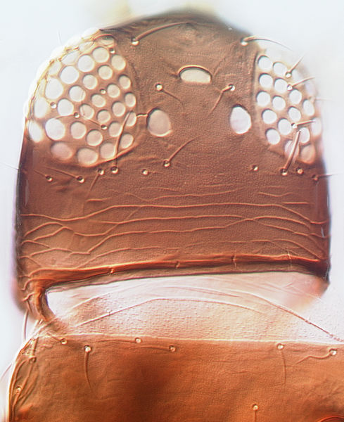 File:Stenchaetothrips biformis head.jpg