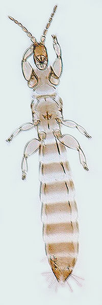 File:Merothrips morgani female.jpg