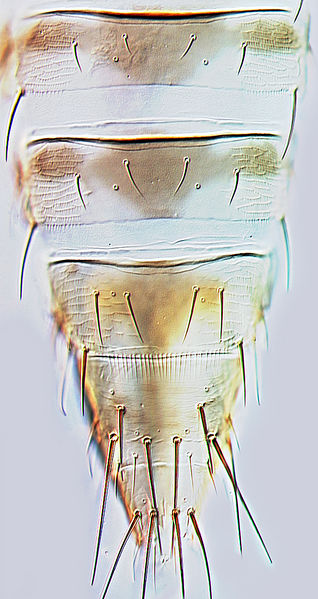 File:Mycterothrips nilgiriensis.jpg