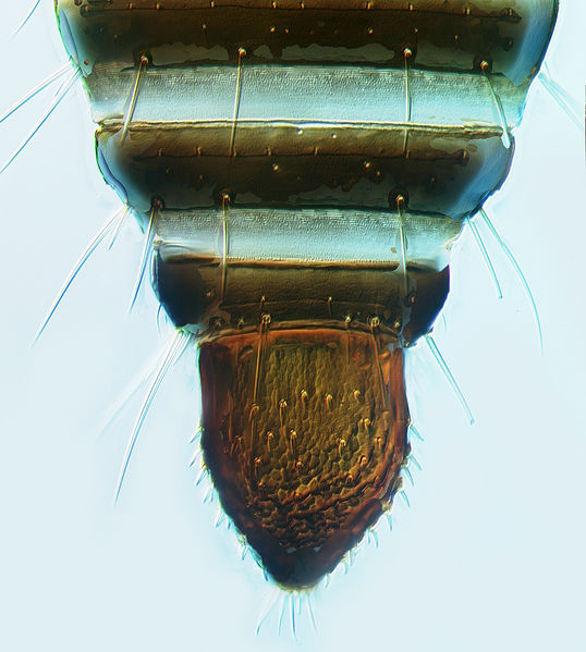 File:Pygothrips rugicauda tube.jpg