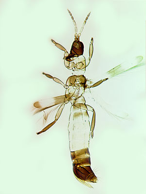Desmodarwini.jpg