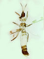 Thumbnail for version as of 02:22, 22 April 2013