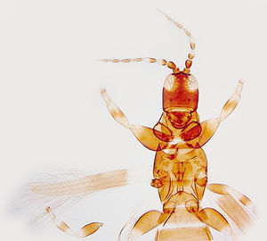 Erotidothrips mirabilis.jpg