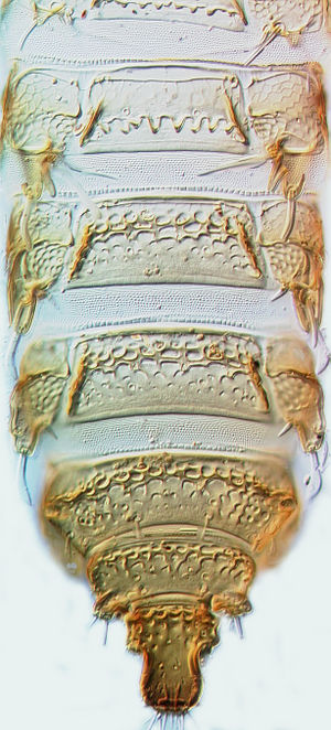 Dactylothrips papyricola.jpg