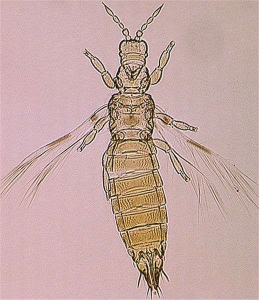 File:Dendinfull cleaned.jpg