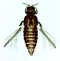 Thumbnail for version as of 02:18, 25 March 2013