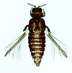 DendroWilliamsi.jpg