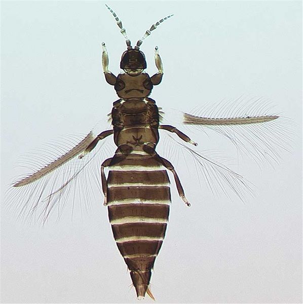 File:HeteroArisFull.jpg