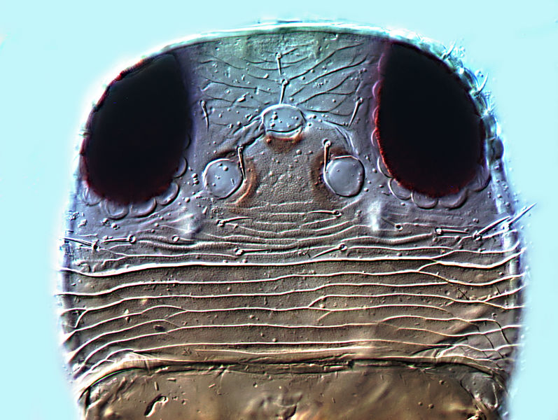 File:Lefroyothrips lefroyi.jpeg