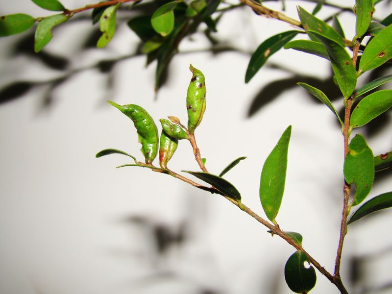 File:Myrtaceae gall1-1-.jpg
