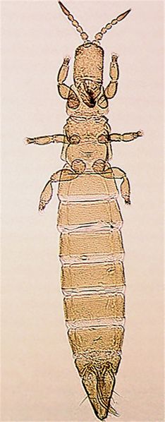 File:Aptinruffull cleaned.jpg