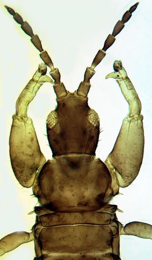 BoloinacessMale1.jpg
