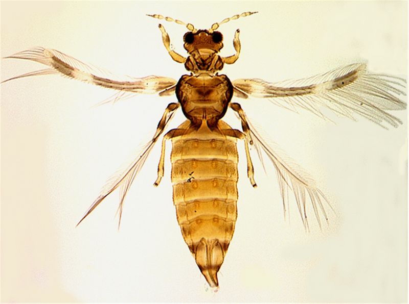File:Anisofull cleaned (1).jpg