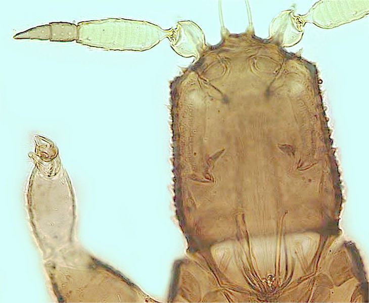 File:Ant5Stephano.jpg
