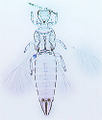 Asprothrips seminigricornis.jpg