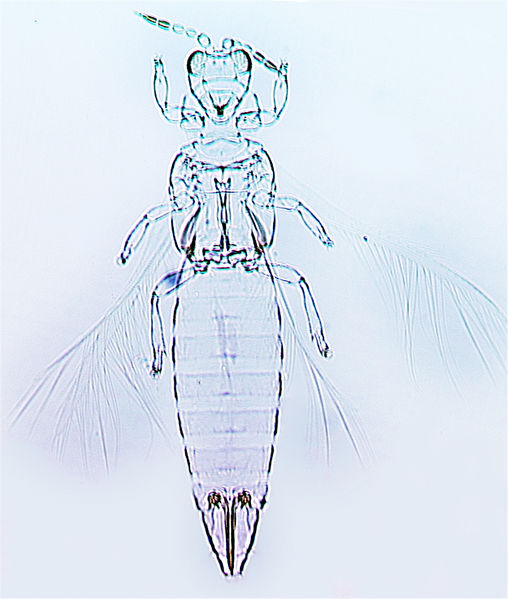 File:Asprothrips seminigricornis.jpg