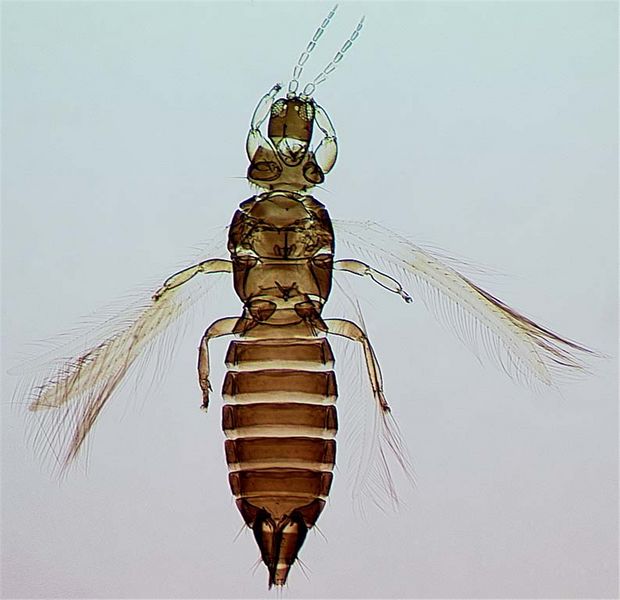 File:HolTenuicFemFull.jpg