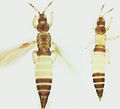 Anaphothrips sudanensis.jpg