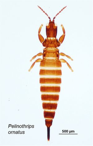 Pelinothrips 0-142088 name.jpg