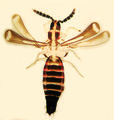 Thumbnail for version as of 02:22, 26 March 2013