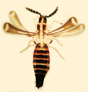 Mymarothrips2.jpg