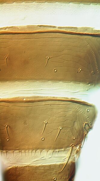 File:Frankliniella intonsa VIII.jpg