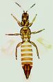 Thumbnail for version as of 02:22, 22 April 2013